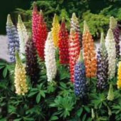 Lupine Flowers (Russell's Mixed) FL72-100