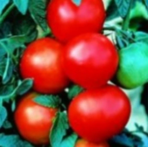 Dona Tomato TM42-10