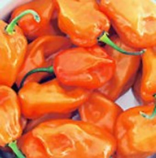 Magnum Habanero Peppers HP2038-20