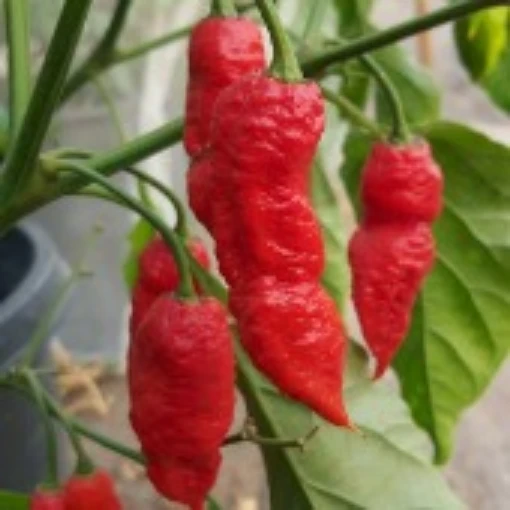 Bengal Naga Hot Peppers HP2298-5