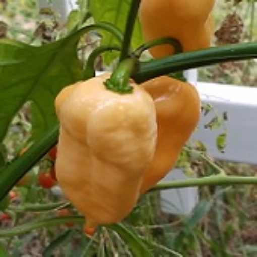 Bhut Jolokia Ghost Peach Peppers HP2304-10