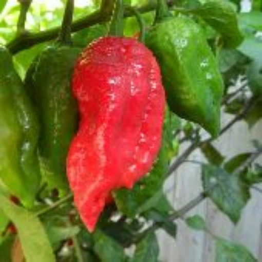 Naga Viper Peppers, Naga Viper Pepper Seeds. Reimer Seeds