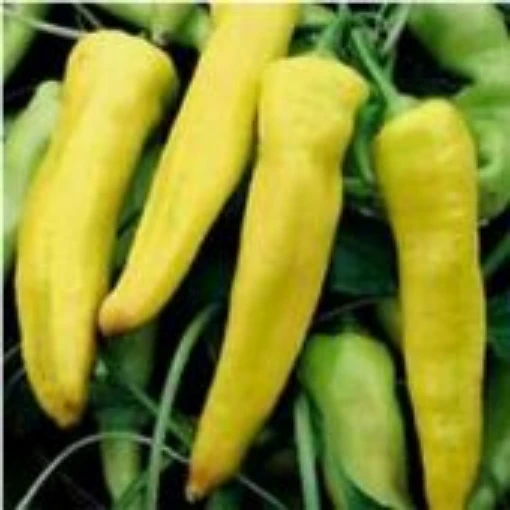 Banana Bounty Peppers SP376-10