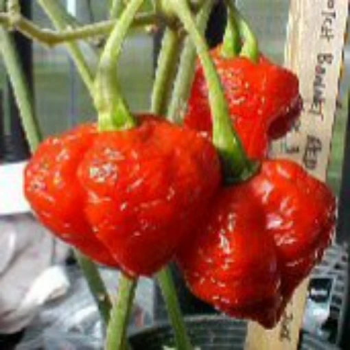 Scotch Bonnet Hot Peppers (Red Strain 3) HP1911-10