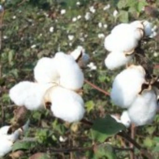 Buranda White Cotton CO6-10_Base