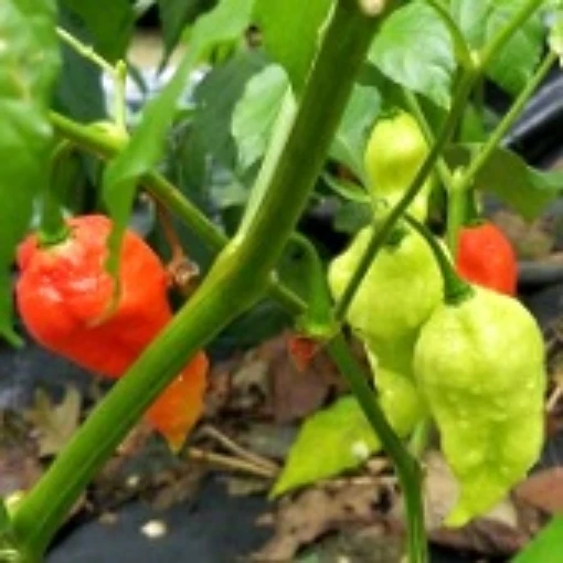 Bhut Jolokia Ghost Improved Light Green Peppers HP2315-10