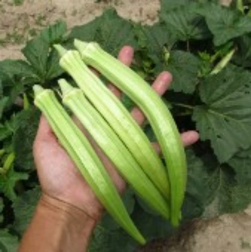 Burmese Okra OK16-20