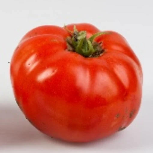 506 Bush Tomato TM604-20