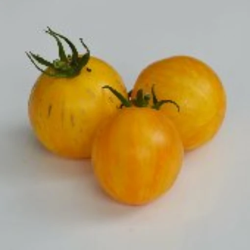 Blonde Boar Tomato TM807-20