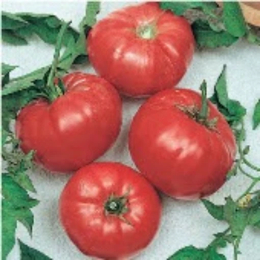 Brandywine Potato Leaf Tomato TM698-20