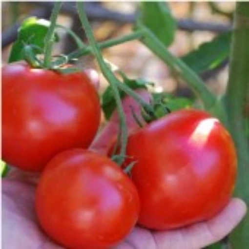 Carmello Tomato TM762-20