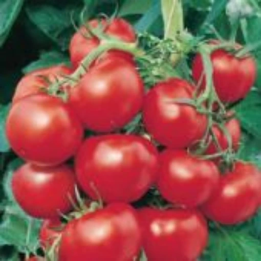 Early Cascade Tomato TM167-20