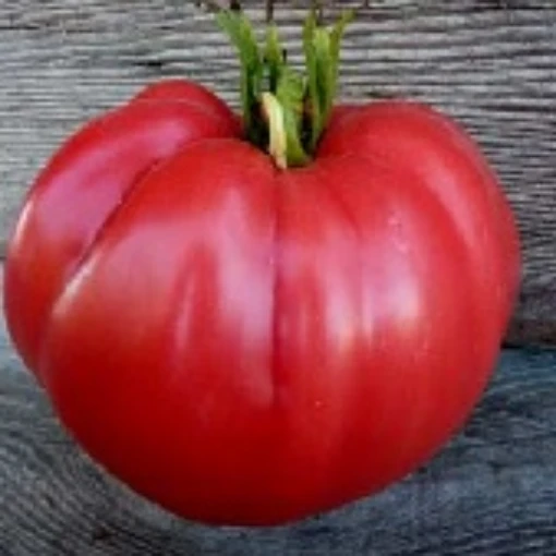 Kosovo Tomato TM704-10