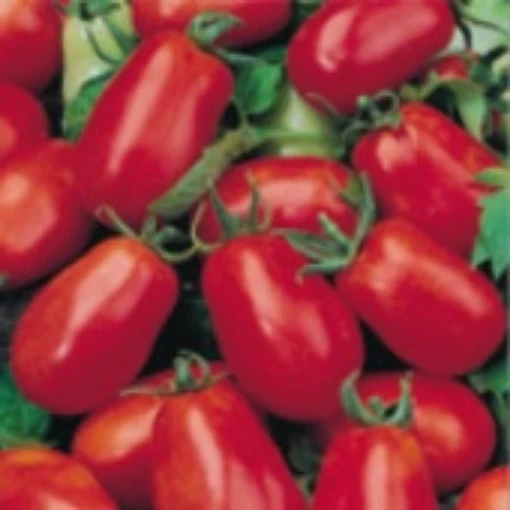 La Roma III Tomato TM674-10