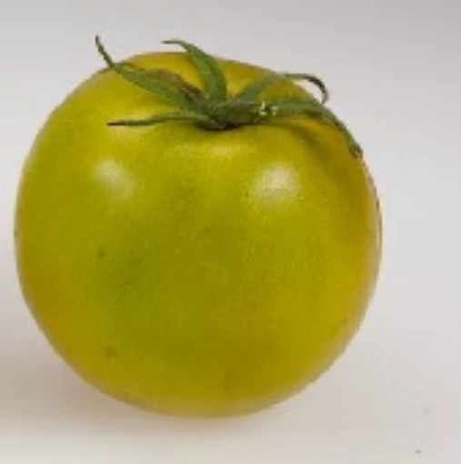 Lime Green Salad Tomato TM717-10