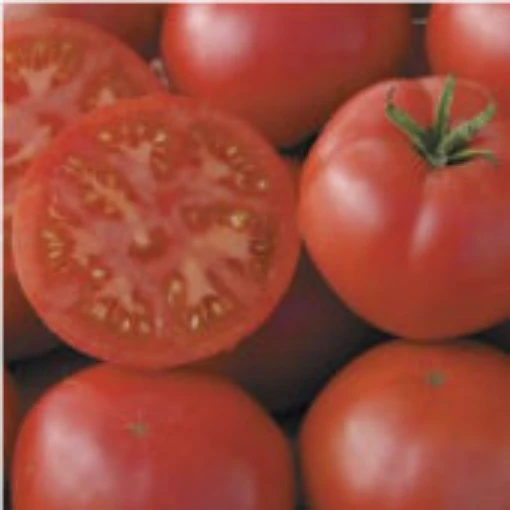 Redfield Beauty Tomato TM577-20