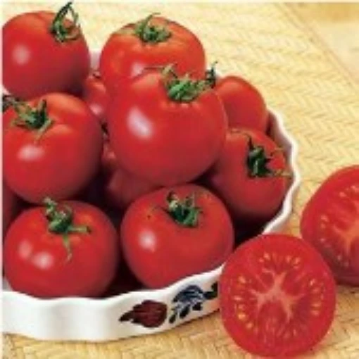 Red Russian Tomato TM117-20