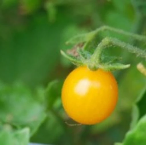 Sara's Galapagos Yellow Tomato TM907-10