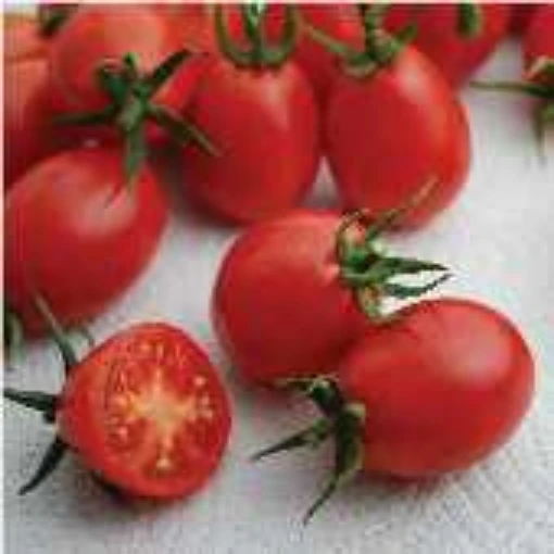 Umberto Pear Tomato TM776-20