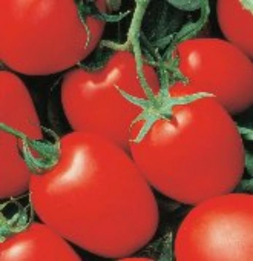 Yaqui Tomato TM801-20