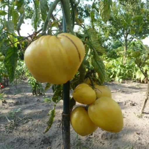 Yellow Oxheart Tomato TM718-10