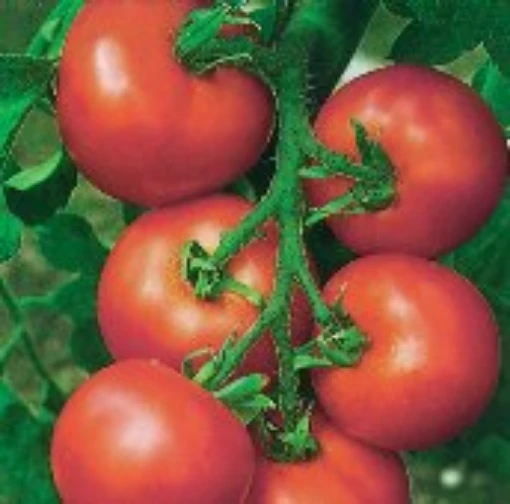 Alicante Tomato TM793-10