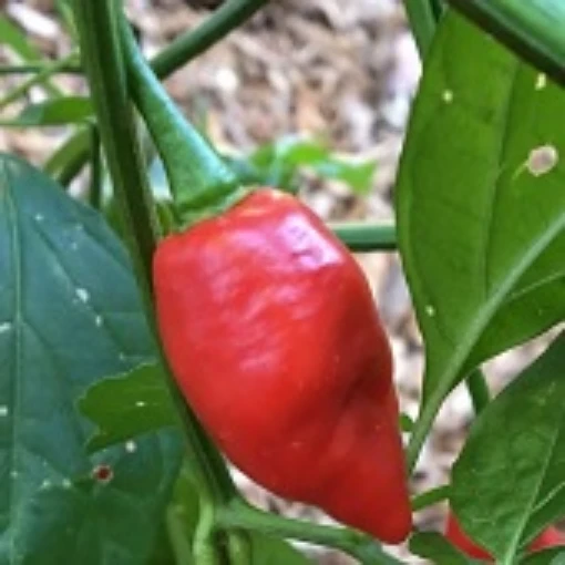 Devil's Tongue Red Peppers HP2322-10