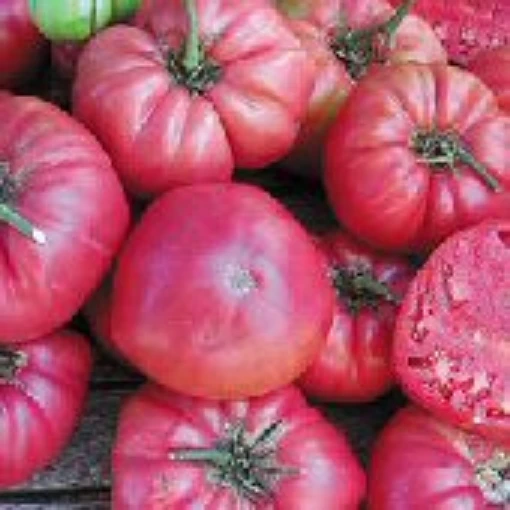 Rose Tomato TM164-20