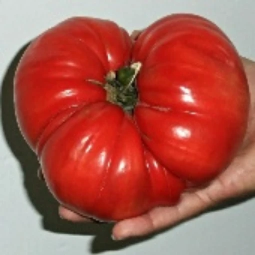 Goliath Tomato  TM589-20