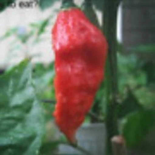 Bhut Jolokia Ghost Red Peppers HP1987-10