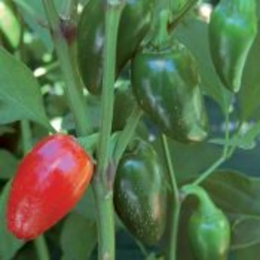 Jalapeno Traveler Peppers HP2336-20