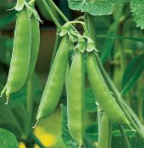 Sugar Snap Peas PE17-50