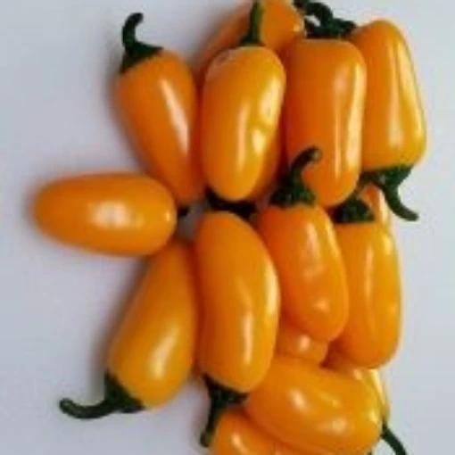 NuMex Pumpkin Spice Jalapeno Peppers HP2425-20