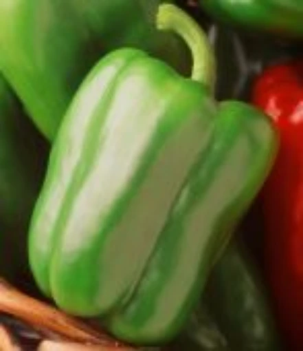 Sweet Bella Peppers SP381-20