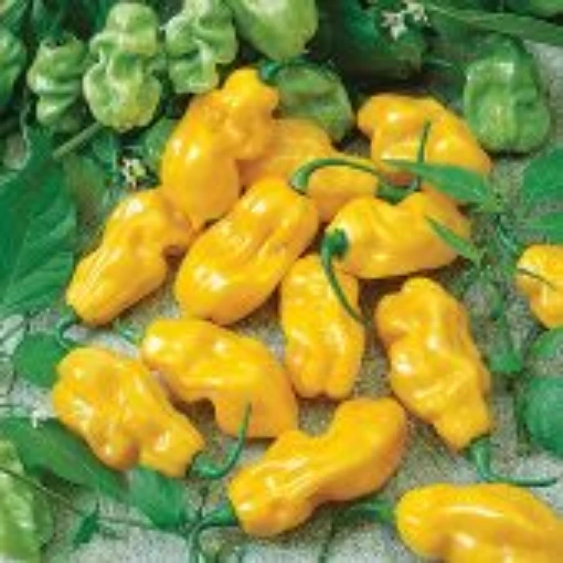 Yellow Sweet Habanero Peppers HP2430-10