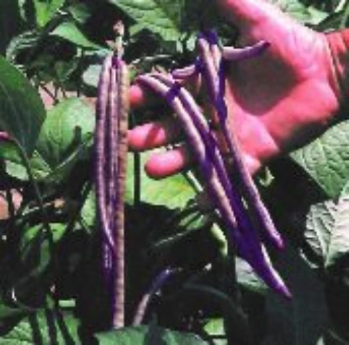 Mississippi Pinkeye 2 Cowpeas CP29-50