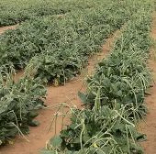 Sa Dandy Cowpeas BN144-50