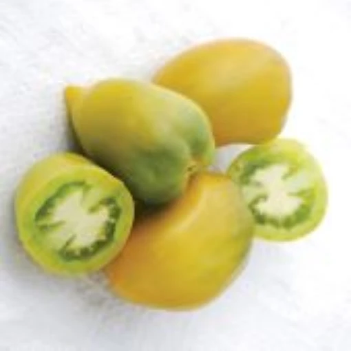 Chile Verde Tomato TM918-20