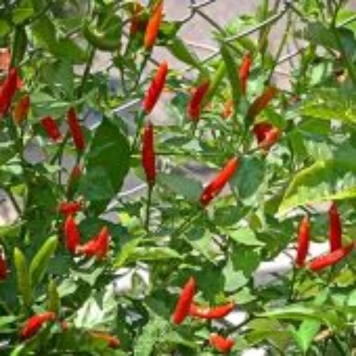 Guampinho de Veado Peppers HP2445-20