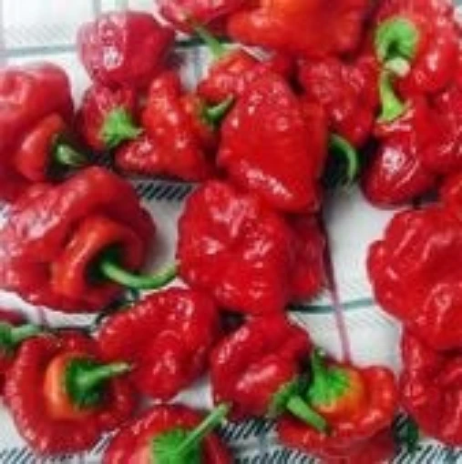 Sweet Bonnet Peppers HP2450-10