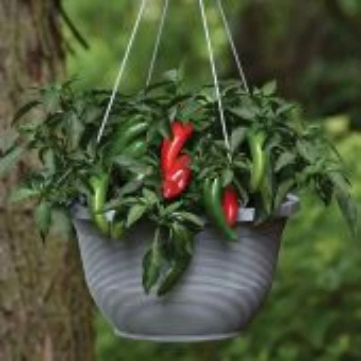 Pot A Peno Peppers HP2451-10