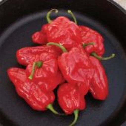 Roulette Habanero Peppers HP2453-10