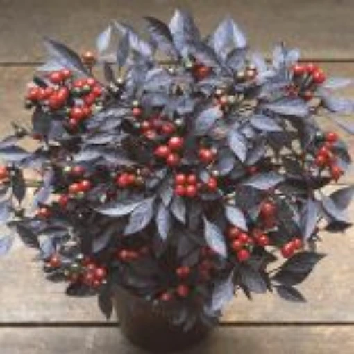 Onyx Red Ornamental Peppers HP2463-10