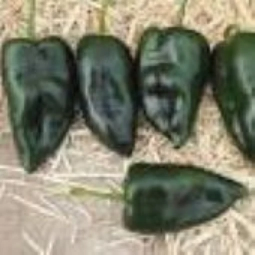 Sequoia Peppers HP2472-10