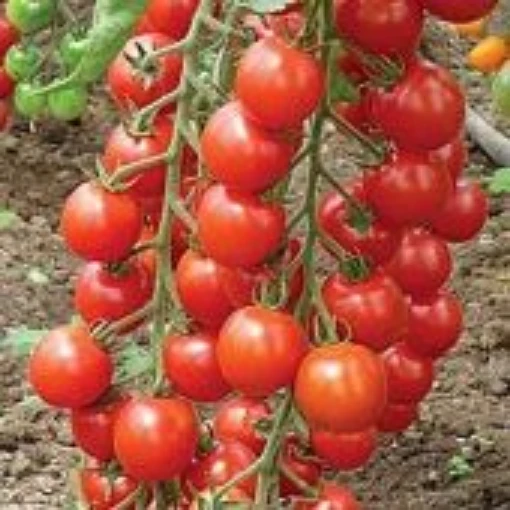 Grappoli d'Inverno Tomato TM932-10