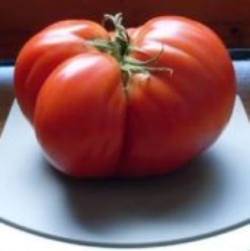 Giant of Siebenburgen Tomato TM933-20