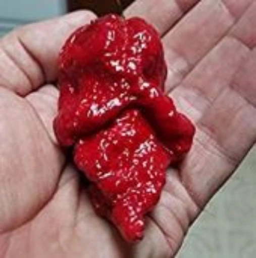 Apocalypse Scorpion Peppers HP2474-10