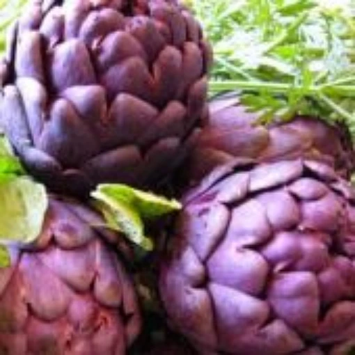 Violet Artichokes AR9-50