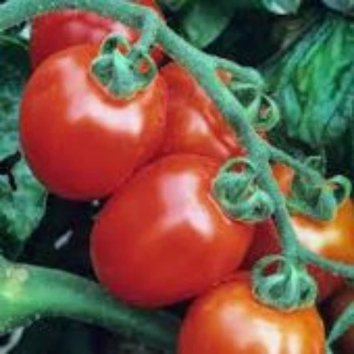 Italian Roma Tomato TM940-20