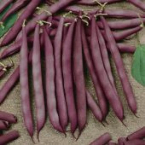 Red Swan Bush Beans BN151-50